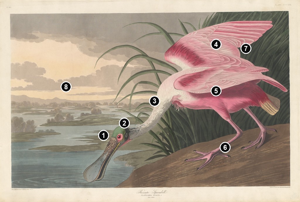 Annotated details from Roseate Spoonbill by John James Audubon